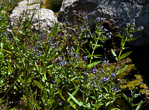 Piccoli fiori viola incorniciano un fontanile nei pressi di Colle San Martino al Lago di Turano.