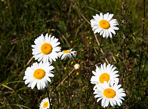 &ldquo;M&rsquo;ama non m&rsquo;ama&ldquo; (fiori di Margherita diploide sui prati Pezza di Donna).