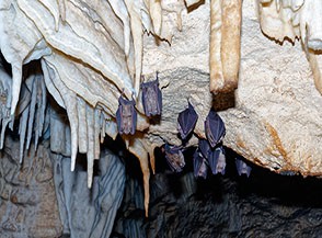 &ldquo;A testa in gi&ugrave;&ldquo; (pipistrelli a Pozzi della Piana).
