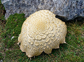 Un grosso fungo di Agaricus (forse Augustus) incontrato sulla Costa dell&rsquo;Arganello.