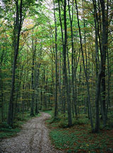Lo splendido bosco di faggi sul versante orientale del Fosso Lemogna.
