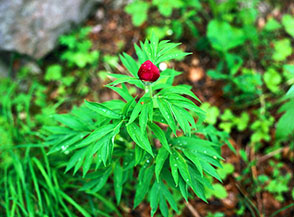 Un rosso, palpitante, bocciolo di peonia aspetta un po&rsquo; di sole per aprirsi.
