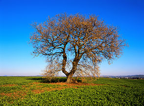 Solitaria roverella sull&rsquo;altopiano di Campetti.