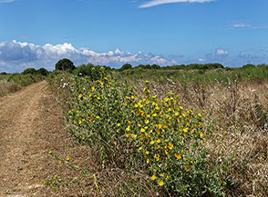 Fioritura di Cardogna comune (Scolymus hispanicus L.) sui campi incolti dell&rsquo;Isola di Pianosa.