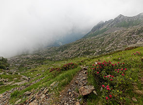 Con un sentiero tra i rododendri si cala verso Bocchetta Scaredi.
