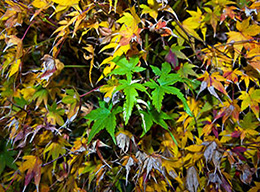 in giardino - autunno