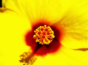 Fiore di Ibisco della Cina (hibiscus rosa sinensis).