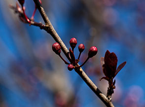 Fioritura ai primi di marzo del Prunus Pussardi Nigra (fase 1).