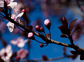 Fioritura ai primi di marzo del Prunus Pussardi Nigra (fase 2).