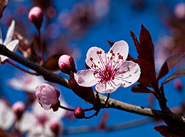 in giardino - primavera
