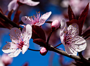 Fioritura ai primi di marzo del Prunus Pussardi Nigra (fase 4).