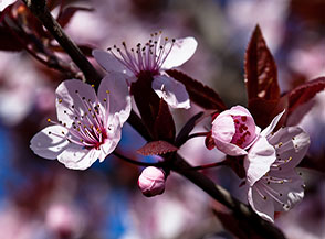 Fioritura ai primi di marzo del Prunus Pussardi Nigra (fase 5).