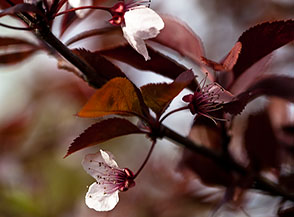 Fioritura ai primi di marzo del Prunus Pussardi Nigra (fase 7).