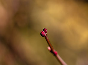 Gemme ai primi di marzo di Acer Palmatum Sango Kaku (fase 1).