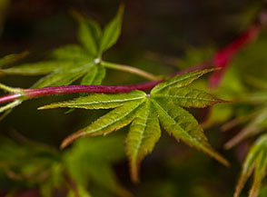 Giovane foglia di Acer Palmatum Sango.