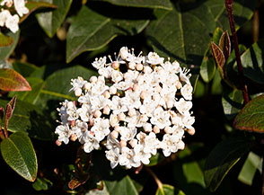 Fiori di Viburno Tinus.