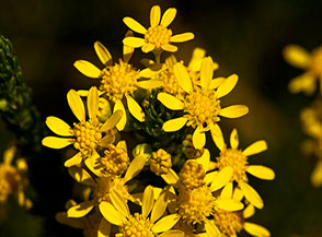 Fiori di Jacobaea adonidifolia (una specie di senecione)