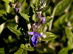 Fiore della Grevillea Juniperina.