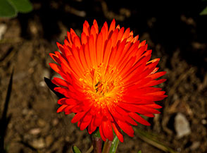 Fiore di Mesembryanthemum.