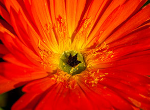 L&rsquo;ovario aperto del fiore di Mesembryanthemum.