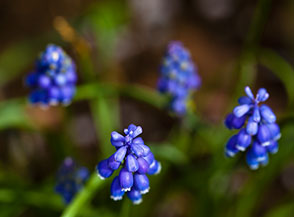 &ldquo;I quattro moschettieri&ldquo; (fiori di Muscari Armeniacum).