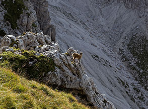 Giovane stambecco ci osserva a debita distanza (sul sentiero per la Forcella di Riofreddo).
