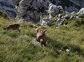 Mamma stambecco con il figlio (sentiero per la Forcella di Riofreddo).