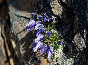 Campanula di Zois in fiore lungo il sentiero di salita al J&ocirc;f Fuart.