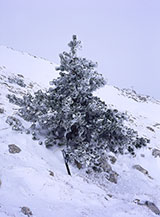 &ldquo;Ultimo avamposto&rdquo; (sulla sella a 1870m. della cresta del Morrone).