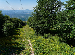 La fioritura di ranuncoli tinge di giallo il sentiero di discesa verso il Rifugio Corsini.