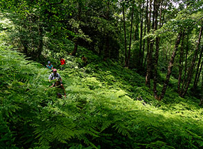 Paesaggio da giungla tropicale tra le alte felci del sottobosco (Vallone delle Monache).