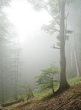 Quando i raggi di sole riescono a penetrare la nebbia creano abbaglianti effetti di luce (Bosco di Nona).