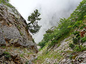 Nei pressi della cresta sommitale improvvisamente tra la nebbia si aprono precipitosi canali (Bosco di Nona).