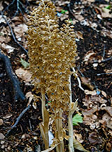 Infiorescenza dell&rsquo;orchidea Nido d&rsquo;uccello (Neottia nidus-avis), un&rsquo;orchidea terrestre priva di clorofilla (Bosco di Nona).