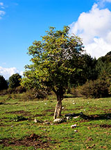 Albero di sambuco sicuramente molto vecchio, in quanto usualmente questa pianta si presenta sotto forma di arbusto cespuglioso (localit&agrave; Radicinola).