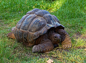 Tartaruga di Aldabra (Anse Severe).