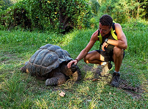 &ldquo;Il grattino&ldquo; (tartaruga di Aldabra ad Anse Severe).