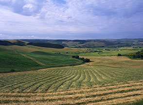 Campi coltivati lungo il percorso della ferrovia abbandonata Capranica-Civitavecchia.