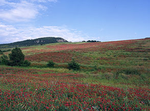 Campi rossi di Sulla (Sulla coronaria) sotto Ripa Maiala.