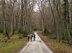Lungo la strada che da Torre Palermo attraversa la Foresta Umbra.