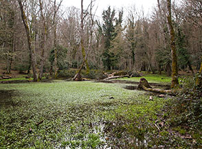 Il piccolo e paludoso Lago d&rsquo;Otri, unico bacino naturale della Foresta Umbra.