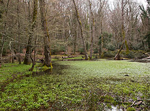Scorcio sul Lago d&rsquo;Otri nella Foresta Umbra.