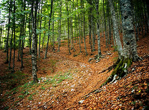 Tra i faggi d&rsquo;alto fusto del Bosco Cardito.