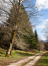 Scorcio lungo la sterrata in Alta Valle Soprana.