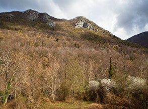 Scorcio sul bosco sul fianco della Valle Soprana.