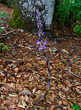 Un’Orchidea Fior di legna (Limodorum abortivum) fiorisce nel sottobosco (Valico Santa Croce).