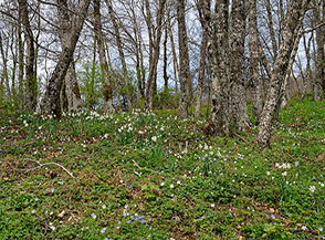 Una bellissima fioritura di Narciso selvatico allieta il sottobosco (Narcissus poeticus L.) sul lungo traverso verso l&rsquo;Acqua di Frida.