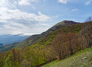 Vista sui boschi della Valle di Sferracavallo con la cima de la Muletta sullo sfondo.
