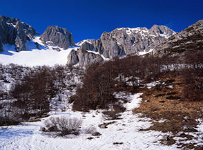 Ultima boscaglia ai margini del bianco circo della Neviera.