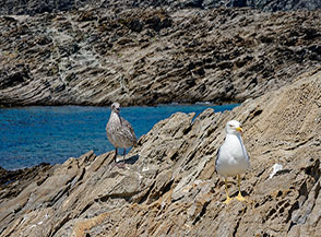&ldquo;Father and son&ldquo; (Isola della Pelosa).